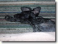 takle vysoko skáče muj pes