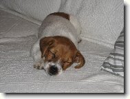 Jack russell Teriér