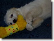 moje hračka...vrrrr