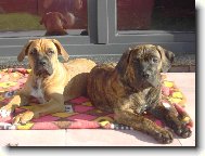 Donna a Diana Gracia Carlson´s Bull