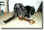 Vepřová holeň z MZN výstavy v Brně