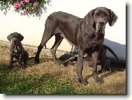 naše Holly a její štěňátka