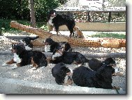 Radíkov 07 - smečka:))