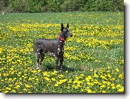 Peruánská naháč velký