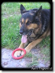 Ovčák s oblíbenou hračkou