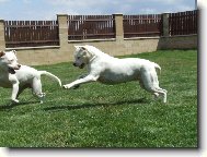 Letní dovádění - 2007