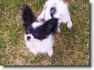 Fidorka Porubský květ