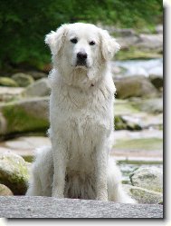 Dovolená v Krkonoších