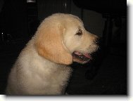 Zlatý retrívr - Corny, Cassy od Světlovského Potůčku (Haylie)