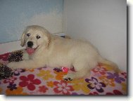 Zlatý retrívr - Corny, Cassy od Světlovského Potůčku (Haylie)