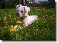 Lenošení na zahradě