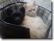 PSÍ SVĚT:špicové a primitivní typy