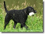 Curly coated retrívr