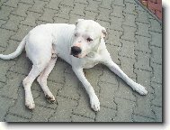 Barney Barrandovské Stríbro