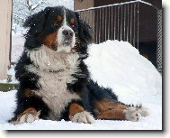 Betty v zimě - www.bspes.cz