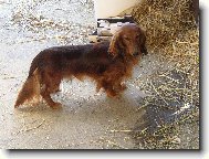 Dlouhosrstý jezevčík