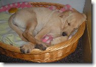 Brituška 14-týdnů