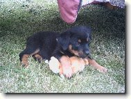 Naše 7-týdenní rotvíče