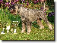 maminčin mazánek Bill