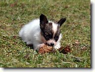 Bettynka má šištičku