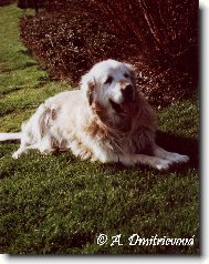 Zlatý retrívr Lord