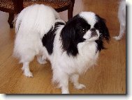 Maia od Mojského lesa