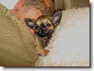 polštář z čivavy