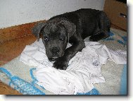 Ioshua - náš miláček