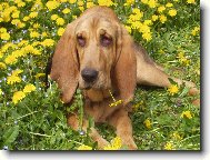 Siesta c pampeliškách