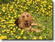 Siesta v pampeliškách