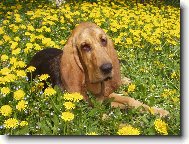 Odpočinek v pampeliškách