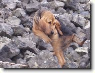 Jsem velká,ale mrštná