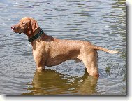 Mates v Hronu stojící...čumící :o)