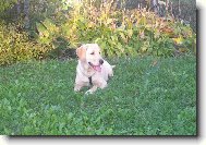 Brituška-17 týdnů