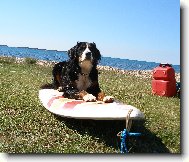 Trenink na surfování