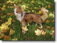 První podzimní den