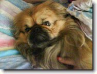 Maxík v naší posteli!!