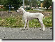 Barney z Dianských luk