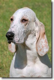 Barney z Dianských luk