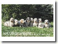 Kennel z Mimoňské podkovy