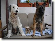 GRÉTINKA 13.5 ROKU, BOBTAIL 14.5 ROKU A MALINOIS 7 MĚSÍCŮ