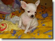 Jassinka jako štěňátko