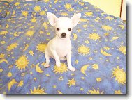 Jassinka jako štěňátko