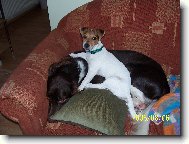 In Love Zona Bulls a Kamarád