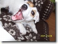 Pozor koušu!( ale zatím jen papuče)