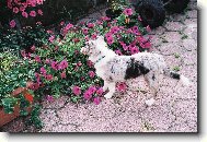 Zeník mezi kytičkama