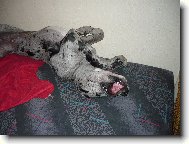 Woody-šlofíček po obědě