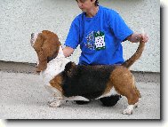 NIGHT QUEEN QUEEN´S HERMELÍN