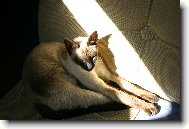 Kaštan na své oblíbeném slunečném místě