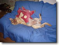 Neboj,nikomu tě nedám